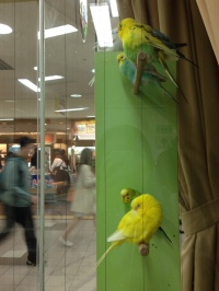 Parakeets at one of the big main Sapporo Stations!