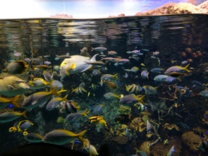 Fish at Osaka Aquarium